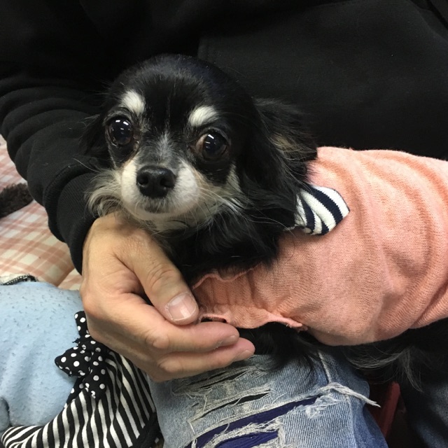 【今日の里帰りワンコ🐶チワワちゃんたちがいっぱい💓】